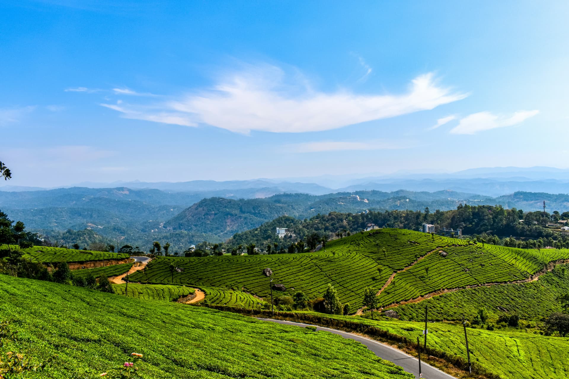 Plantaciones de té en las colinas de Munnar